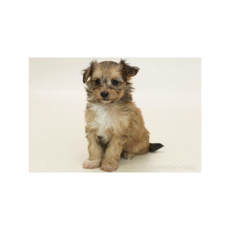 販売中の神奈川県のミックス犬-392042